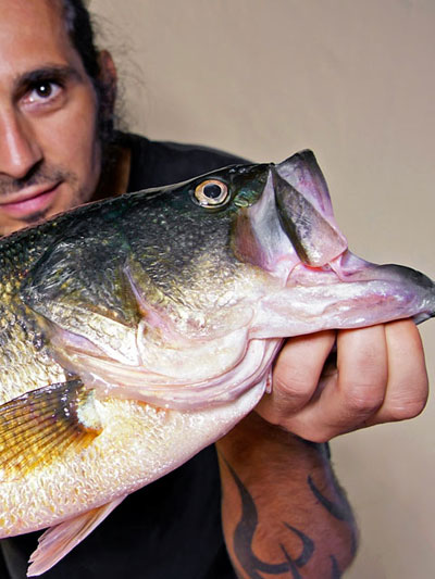 Black-Bass-Autor