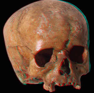 Skull-3D